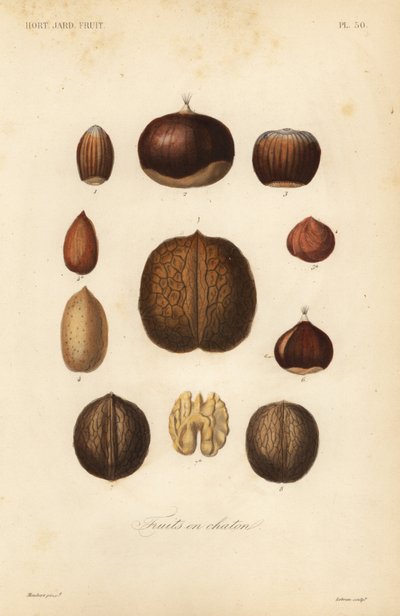 Nueces con cáscara de Unbekannt