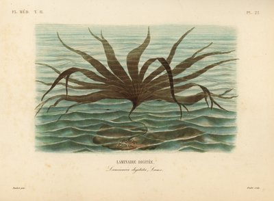 Laminaria, Laminaria digitata de Unbekannt