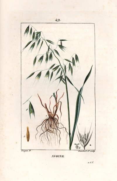 Avena cultivada o avena bizantina - Grabado de Lambert hijo, a partir de un dibujo de Pierre Jean Francois Turpin (1775-1840), extraído de La flore medicale, de Chaumeton, Poiret et Chamberet, París 1830 - Avena, Avena sativa - Grabado de Lambert hijo a pa de Unbekannter Künstler