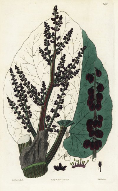 Ruibarbo oficinal, Southern Rheum. Grabado en cobre coloreado a mano por Weddell a partir de una ilustración botánica de Edward Dalton Smith de Robert Sweet