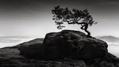 Old Pine, Lilienstein, Suiza, 2015 (fotografía en B/N) de Leopold Blonder