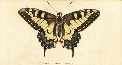 Cola de golondrina del Viejo Mundo, Papilio machaon.,1800 (grabado) de Unbekannter Künstler