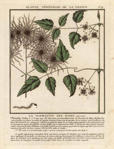 Barba de anciano, Clematis vitalba. de Unbekannter Künstler