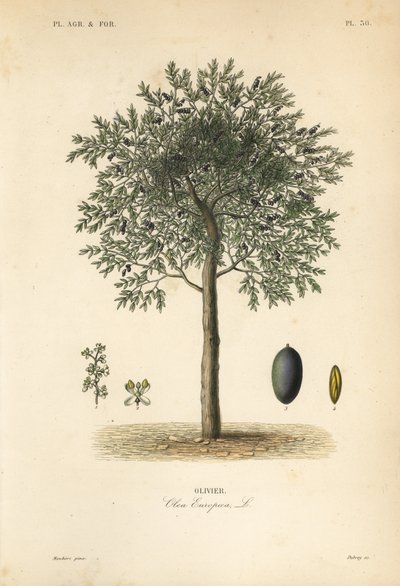 Olivo, Olea europaea, olivier de Unbekannt