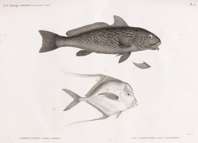 Ombrine Barbue y Gal de Alejandría de Unbekannt