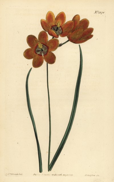 Ixia monadelfa de color naranja, Ixia monadelpha de Unbekannt