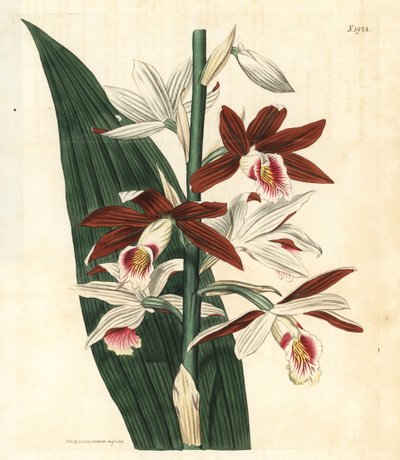 Variedad de orquídea Bifrenaria - Orquídea de los pantanos Phaius tankervilleae (Bletia de Lady Tankerville, Bletia tankervilliae). En peligro de extinción. Grabado botánico coloreado a mano de la revista Curtis