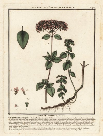 Orégano o mejorana silvestre, Origanum vulgare. de Unbekannter Künstler