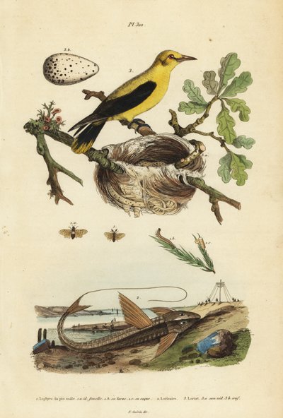 Tordo oropéndola, Gymnomystax mexicanus, nido y huevos 3, bagre acorazado de chocolate, Loricaria cataphracta 2, y mosca de sierra del pino, Neodiprion sertifer 1 de Unbekannt