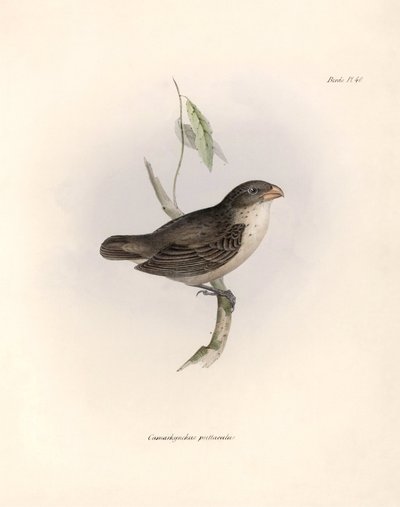 Ornitología: "Camarhynchus psittaculus o Geospize psittacin" Descripción de un paseriforme de Charles Darwin (1809-1882) observado durante su expedición a bordo del Beagle. Lámina de "La zoología del viaje del H.M.S. Beagle. Vuelo. III, Aves descritas de Unbekannter Künstler