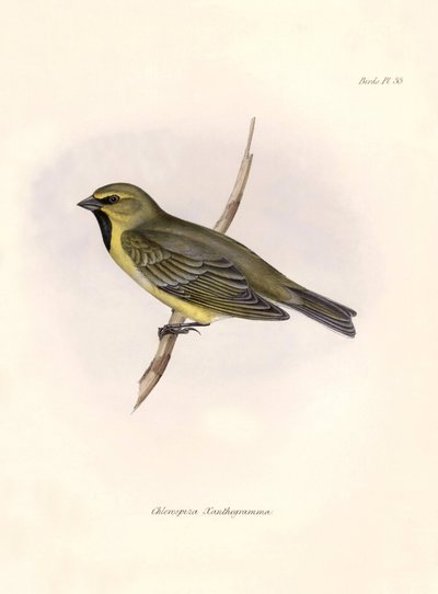 Ornitología: "Chlorospiza xanthogramma" Descripción de un paseriforme de Charles Darwin (1809-1882) observado durante su expedición a bordo del Beagle. Lámina de "La zoología del viaje del H.M.S. Beagle. Vuelo. III, Aves descritas por John Gould, con n de Unbekannter Künstler