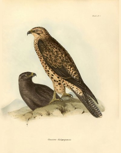 Ornitología: "Craxirex Galapagoensis" pico de las Galápagos descrito por Charles DarWin (1809-1882) durante su expedición a bordo del Beagle. Lámina de "Birds described by John Gould, with notice of their habits by Charles Darwin de Unbekannter Künstler