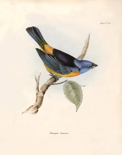 Ornitología: "Los thraupines (o Thraupinae) de Darwin" Descripción de un paseriforme de Charles Darwin (1809-1882) observado durante su expedición a bordo del Beagle. Lámina de "La zoología del viaje del H.M.S. Beagle. Vuelo. III, Aves descritas por John G de Unbekannter Künstler