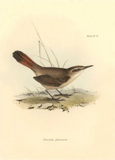 Ornitología: "Eremobius phoenicurus" descrita por Charles Darwin durante su expedición a bordo del Beagle. Lámina de "La zoología del viaje del H.M.S. Beagle. Vuelo. III, Aves descritas por John Gould, con notas de Charles Darwin sobre sus hábitos". de Unbekannter Künstler