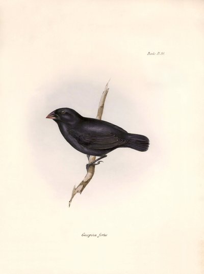 Ornitología: "Geospiza fortis or geospize a medium-beaked" Descripción de un paseriforme de Charles Darwin (1809-1882) observado durante su expedición a bordo del Beagle. Lámina de "La zoología del viaje del H.M.S. Beagle. Vuelo. III, Aves descritas por Jo de Unbekannter Künstler