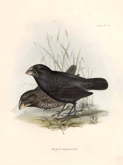 Ornitología: "Geospiza magnirostris or geospize a big beak" Descripción de un paseriforme de Charles Darwin (1809-1882) observado durante su expedición a bordo del Beagle. Lámina de "La zoología del viaje del H.M.S. Beagle. Vuelo. III, Aves descritas b de Unbekannter Künstler