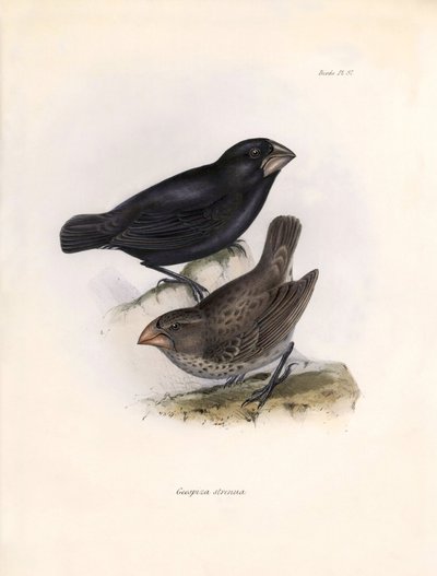 Ornitología: "Geospiza strenua o geospize" Descripción de un paseriforme de Charles Darwin (1809-1882) observado durante su expedición a bordo del Beagle. Lámina de "La zoología del viaje del H.M.S. Beagle. Vuelo. III, Aves descritas por John Gould, wi de Unbekannter Künstler