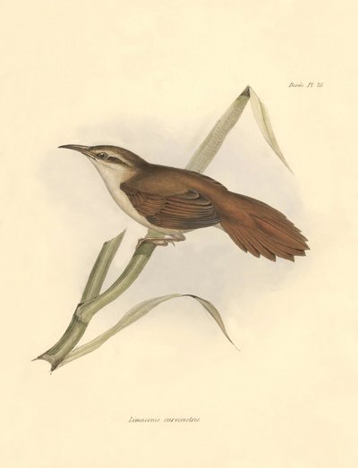Ornitología: "Limnornis curvirostris" de la familia de los furnáridos descrita por Charles Darwin durante su expedición a bordo del Beagle. Lámina de "The zoology of the voyage of H.M.S. Beagle. Vuelo. III, Aves descritas por John Gould, con mención de su  de Unbekannter Künstler