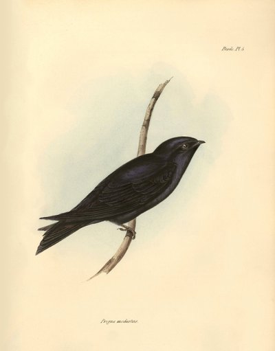 Ornitología: "Progne modestus" de la familia de las Golondrinas descrita por Charles Darwin durante su expedición a bordo del Beagle. Lámina de "The zoology of the voyage of H.M.S. Beagle. Vuelo. III, Birds described by John Gould, with notice of their hab de Unbekannter Künstler