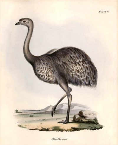 Ornitología: "Rhea Darwinii" Nandou de Darwin observa y describe por Charles Darwin durante su expedición a bordo del Beagle. Lámina de "La zoología del viaje del H.M.S. Beagle. Vuelo. III, Aves descritas por John Gould, con mención de su hábitat. de Unbekannter Künstler
