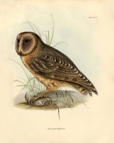 Ornitología: Lechuza "Strix punctatissima" descrita por Charles Darwin (1809-1882) durante su expedición a bordo del Beagle. Lámina de "Birds described by John Gould, with notice of their habits by Charles Darwin". de Unbekannter Künstler