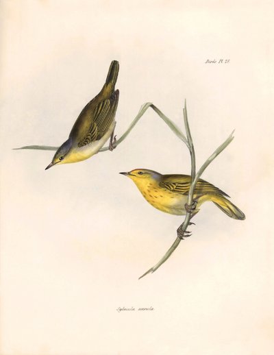 Ornitología: Pinzones "Sylvicola aureola" observados y descritos por Charles Darwin (1809-1882). Lámina de "La zoología del viaje del H.M.S. Beagle. Vuelo. III, Aves descritas por John Gould, con notas de Charles Darwin sobre sus hábitos". de Unbekannter Künstler