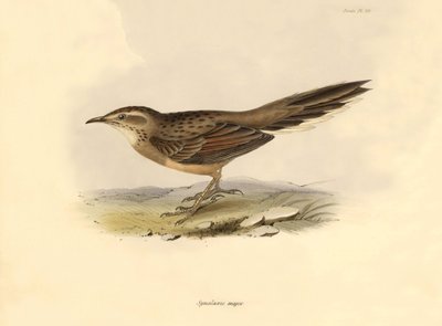 Ornitología: "Synallaxis major" descrita por Charles Darwin durante su expedición a bordo del Beagle. Lámina de "La zoología del viaje del H.M.S. Beagle. Vuelo. III, Aves descritas por John Gould, con notas de Charles Darwin sobre sus hábitos". de Unbekannter Künstler