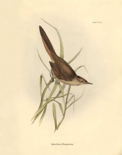 Ornitología: "Synallaxis rufogularis" descrita por Charles Darwin durante su expedición a bordo del Beagle. Lámina de "La zoología del viaje del H.M.S. Beagle. Vuelo. III, Aves descritas por John Gould, con notas de Charles Darwin sobre sus hábitos". de Unbekannter Künstler