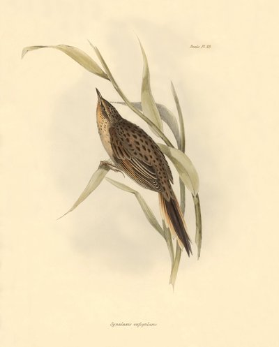 Ornitología: "Synallaxis rufogularis" descrita por Charles Darwin durante su expedición a bordo del Beagle. Lámina de "La zoología del viaje del H.M.S. Beagle. Vuelo. III, Aves descritas por John Gould, con notas de Charles Darwin sobre sus hábitos". de Unbekannter Künstler