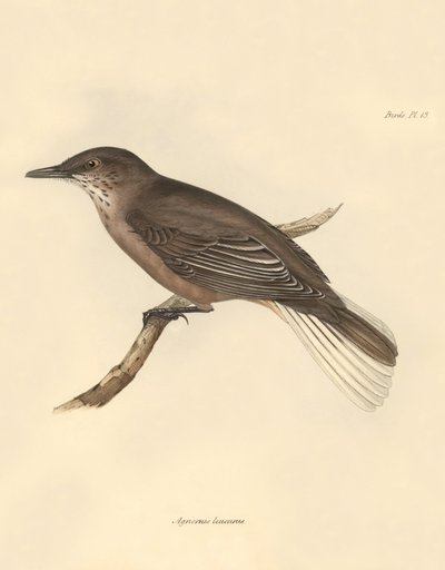 Ornitología: El "Agriornis leucurus" descrito por Charles Darwin durante su viaje de exploración a bordo del Beagle. Lámina de "The Zoology of the voyage of H.M.S. Beagle under the command of Captain Fitzroy during the years 1832 to 1836 edited and supervi de Unbekannter Künstler