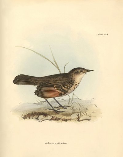 Ornitología: El "Hymenops perspicillata" de la familia de las aves descrita por Charles Darwin durante su viaje de exploración a bordo del Beagle. Lámina de "The Zoology of the voyage of H.M.S. Beagle under the command of Captain Fitzroy during the years 1 de Unbekannter Künstler