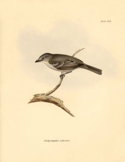 Ornitología: El "Pachyramphus albescens" de la familia de las hayas descrito por Charles Darwin durante su viaje de exploración a bordo del Beagle. Lámina de "The Zoology of the voyage of H.M.S. Beagle under the command of Captain Fitzroy during the years  de Unbekannter Künstler