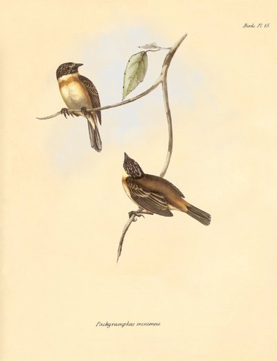 Ornitología: El "Pachyramphus minimus" de la familia de las hayas descrito por Charles Darwin durante su viaje de exploración a bordo del Beagle. Lámina de "The Zoology of the voyage of H.M.S. Beagle under the command of Captain Fitzroy during the years 18 de Unbekannter Künstler