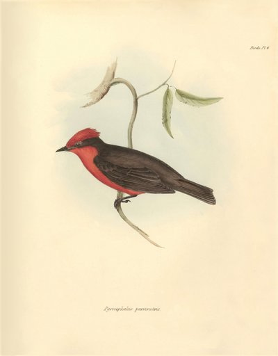 Ornitología: El "Pyrocephalus parvirostris" de la familia de las aves descrita por Charles Darwin durante su viaje de exploración a bordo del Beagle. Lámina de "The Zoology of the voyage of H.M.S. Beagle under the command of Captain Fitzroy during the year de Unbekannter Künstler