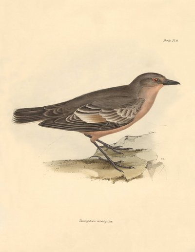 Ornitología: La "Taenioptera variegata" descrita por Charles Darwin durante su viaje de exploración a bordo del Beagle. Lámina de "The Zoology of the voyage of H.M.S. Beagle under the command of Captain Fitzroy during the years 1832 to 1836 edited and supe de Unbekannter Künstler