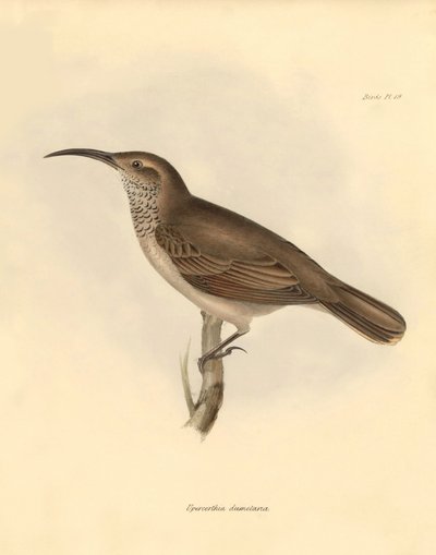 Ornitología: La "Upercerthia dumetaria" descrita por Charles Darwin durante su viaje de exploración a bordo del Beagle. Lámina de "The Zoology of the voyage of H.M.S. Beagle under the command of Captain Fitzroy during the years 1832 to 1836 edited and supe de Unbekannter Künstler