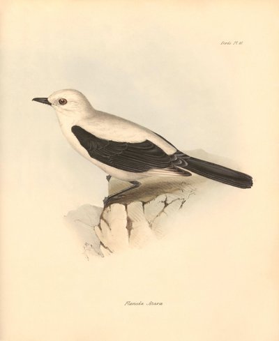 Ornitología: La "fluvicola azarea" o papamoscas descrita por Charles Darwin durante su viaje de exploración a bordo del Beagle. Lámina de "The Zoology of the voyage of H.M.S. Beagle under the command of Captain Fitzroy during the years 1832 to 1836 edited" de Unbekannter Künstler
