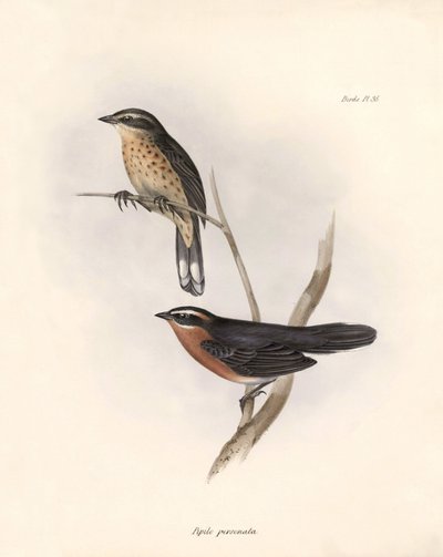 Ornitología: "Tohi (o pipilo)" Descripción de un paseriforme de Charles Darwin (1809-1882) observado durante su expedición a bordo del Beagle. Lámina de "La zoología del viaje del H.M.S. Beagle. Vuelo. III, Birds described by John Gould, with notice of de Unbekannter Künstler