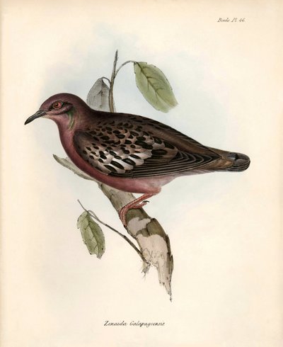 Ornitología: "Zenaida Galapagoensis" Paloma de las Galápagos observada y descrita por Charles Darwin durante su expedición a bordo del Beagle. Lámina de "La zoología del viaje del H.M.S. Beagle. Vuelo. III, Aves descritas por John Gould, con reseña de sus de Unbekannter Künstler