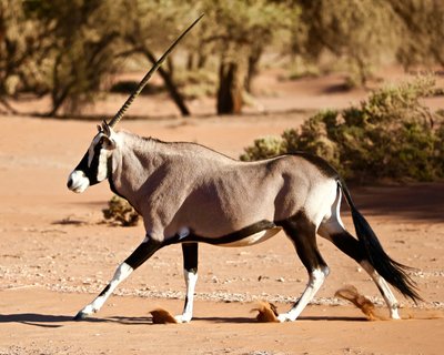 Oryx, desierto de Namib, 2017 (fotografía) de Unbekannter Künstler
