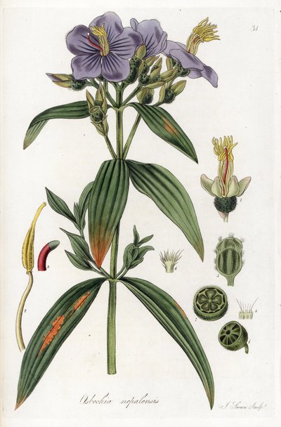 Osbeckia de Nepal - Litografía de J. Swan, a partir de una ilustración de William Jackson Hooker (1785-1865), extracto de Flora Exotic, Escocia de Unbekannter Künstler
