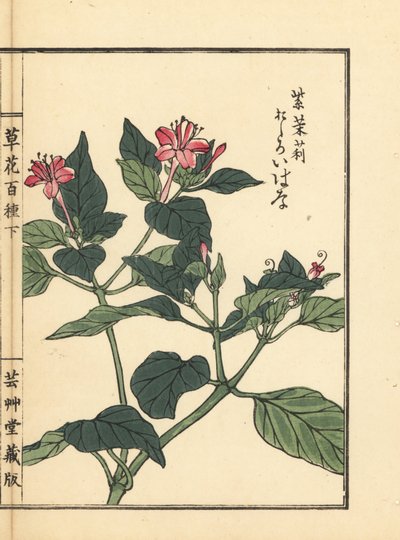 Oshiroibana o maravilla de Perú, Mirabilis jalapa. Grabado en madera coloreado a mano por Kono Bairei de Kusa Bana Hyakushu (Cien variedades de flores), Tokio, Yamada. de Unbekannter Künstler