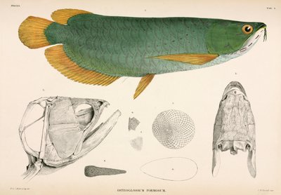Osteoglossum formosum, Indonesia de Unbekannter Künstler