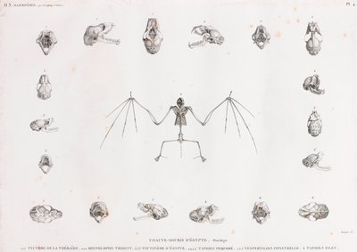 Osteología de murciélagos en Egipto de Unbekannt