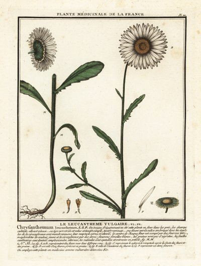 Margarita de ojo de buey, Leucanthemum vulgare. de Unbekannter Künstler
