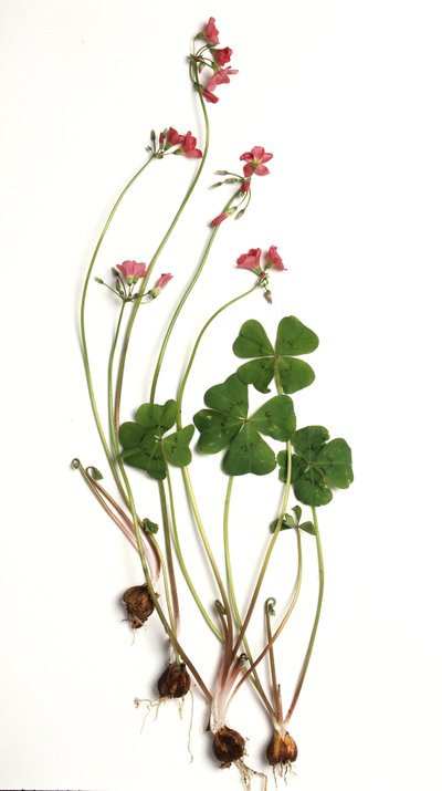 Oxalis tetraphylla/Oxalis deppei/Oxalis de Deppe de Unbekannt