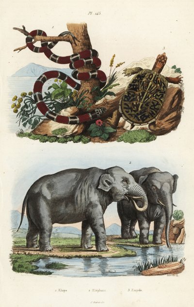 Serpiente coral pintada, Micrurus corallinus 1, elefante indio, Elephas maximus indicus 2, y tortuga de caja común, Terrapene carolina 3 de Unbekannt