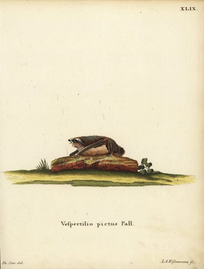 Murciélago lanudo pintado, Kerivoula picta. Vespertilio pictus Linn. Grabado en cobre coloreado a mano por Jakob Andreas Eisenmann a partir de una ilustración de Jacques de Seve. de Johann Christian Daniel Schreber