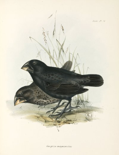 Pareja de pinzones de tierra grandes, Islas Galápagos, c. 1832-1836 de Unbekannt