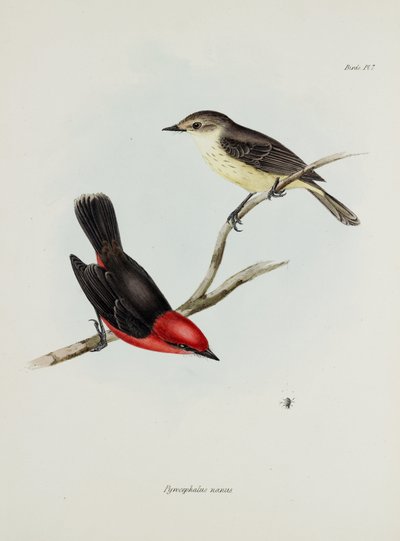 Pareja de pájaros, c 1832-1836 de Unbekannter Künstler